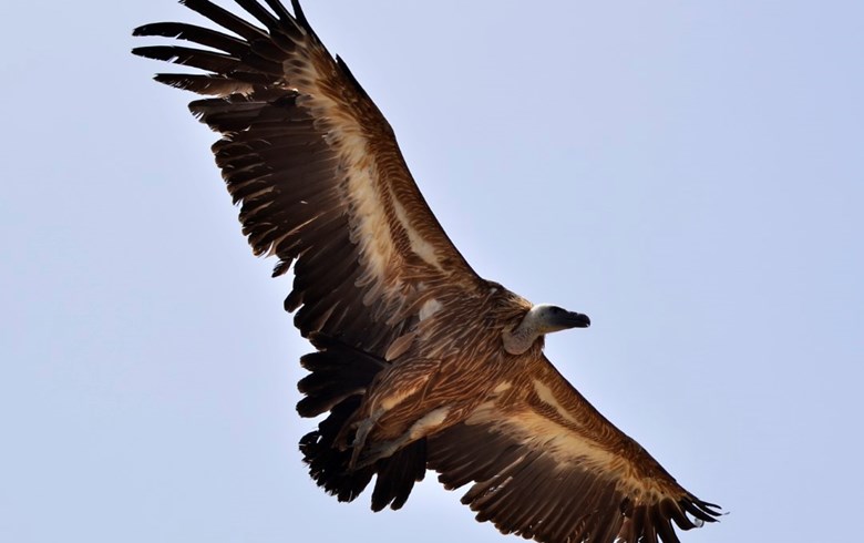 Crete Birds Petassos Travel Travellers with a purpose
