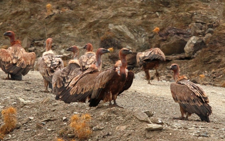 Crete Birds Petassos Travel Travellers with a purpose